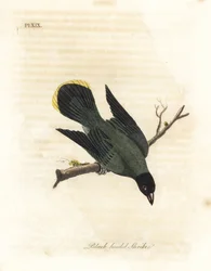 Feketefejű bulbul, Pycnonotus atriceps (Black-headed shrile, Lanius melanocephalus). Latham szerint Hawaii, Shaw szerint Ausztrália. Kézi színű rézlemez, amelyet John Latham rajzolt és vésett saját A madarak általános története című művéből, Wi.