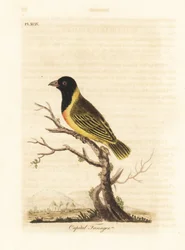 Feketefejű sárgagalléros takács, Ploceus melanocephalus capitalis (Capital tanager, Tanagra capitalis). Kézi színű rézlemez, amelyet John Latham rajzolt és metszett a madarak általános története című művéből, Winchester