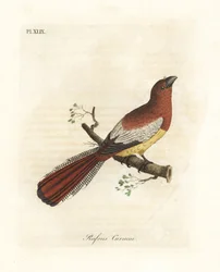 Feketetorkú trogon, Trogon rufus, tojó (rozsdaszínű kurukui, Trogon rufus). Martinet cayenne-i madarat ábrázoló, Buffon Coucou a queue rousse című művéhez készült illusztrációja nyomán másolva. John Latham saját A General History of Birds című művéhez
