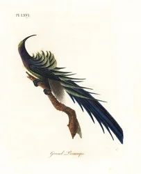 Fekete sarlócsőrű paradicsommadár, Epimachus fastosus. Sebezhető. (Nagy promerops, Upupa superba.) Új-Guinea. John Latham által saját A General History of Birds, Winchester című művéhez rajzolt és metszett, kézzel színezett rézmetszet