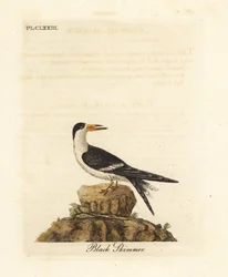 Fekete ollóscsőrű csér, Rynchops niger (Rhynchops nigra). John Latham által saját A General History of Birds, Winchester című művéhez rajzolt és metszett, kézzel színezett rézmetszet