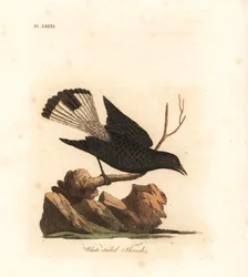 Fekete hantmadár, Oenanthe leucura (fehérfarkú rigó, Turdus leucurus). John Latham saját A General History of Birds című művéhez általa rajzolt és metszett, kézzel színezett rézmetszet, Winchester