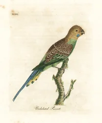 Papagáj, Melopsittacus undulatus (hullámos papagáj, Psittacus undulatus). Kézi színű rézlemez, amelyet John Latham rajzolt és vésett a madarak általános története című művéből, Winchester