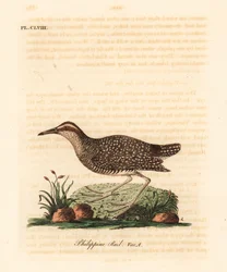 Buff-szalagos sín, Gallirallus philippensis (Fülöp-szigeteki sín, Rallus philippensis). Kézi színű rézlemez, amelyet John Latham rajzolt és metszett a madarak általános története című művéből, Winchester