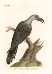 Csatornacsőrű kakukk, Scythrops novaehollandiae (ausztráliai szarvascsőrű). Kézi színű rézlemez, amelyet John Latham rajzolt és metszett a madarak általános története című művéből, Winchester