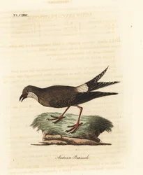 Galléros pratincole, Glareola pratincola (osztrák pratincole, Glareola austriaea). Kézi színű rézlemez, amelyet John Latham rajzolt és vésett a madarak általános története című művéből, Winchester