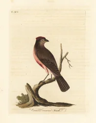 Közönséges vörösvirág, Carduelis flammea (Bíborkoronás pinty, Fringilla flammea). Kézi színű rézlemez, amelyet John Latham rajzolt és vésett a madarak általános története című művéből, Winchester