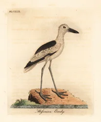 Ráklile, Dromas ardeola (abesszin erody, Ardea podiceriana). Kézi színű rézlemez, amelyet John Latham rajzolt és vésett a madarak általános története című művéből, Winchester