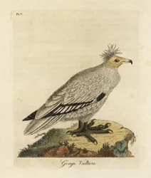 Egyiptomi keselyű, Neophron percnopterus ginginianus.1824 (metszet)
