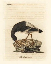 Eurázsiai vagy lábos laskagomba, Haematopus ostralegus. Kézi színű rézlemez, amelyet John Latham rajzolt és metszett a madarak általános története című művéből, Winchester