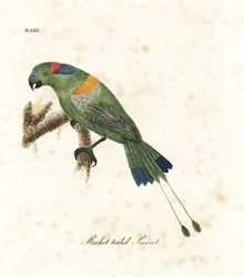 Aranyköpenyes ütősfarkú papagáj, Prioniturus platurus (ütősfarkú papagáj). John Latham által saját A General History of Birds című művéhez rajzolt és metszett, kézzel színezett rézlemez, Winchester