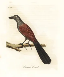 Nagy coucal vagy varjúfácán, Centropus sinensis (Gesztenye coucal). Kézi színű rézlemez, amelyet John Latham rajzolt és metszett a madarak általános története című művéből, Winchester