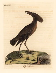 Hamerkop, Scopus umbretta (bojtos umbre). Kézi színű rézlemez, amelyet John Latham rajzolt és metszett a madarak általános története című művéből, Winchester