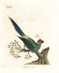 Szarvas papagáj, Eunymphicus cornutus. Sebezhető (szarvú papagáj, Psittacus bisetis.) Kézi színű rézlemez, amelyet John Latham rajzolt és vésett a madarak általános története című művéből, Winchester