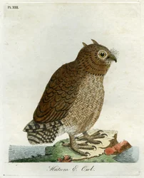 Hutum bagoly, 1821 (kézzel színezett metszet)