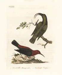 Kisebb akialoa, Hemignathus obscurus (kihalt) és kardinális myzomela, Myzomela cardinalis. (Korgos csőrű zöld mézevő, Certhia obscura, őshonos Hawaii, és bíboros mézevő, Certhia cardinalis, őshonos Tanna, Vanuatu.) Kézi színű rézlemez