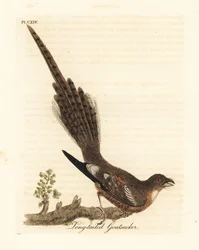 Hosszúfarkú lappantyú, Caprimulgus climacurus (hosszúfarkú kecskefejő). John Latham által saját A General History of Birds című művéhez rajzolt és metszett, kézzel színezett rézlemez, Winchester