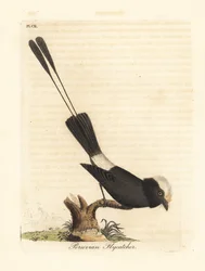 Hosszúfarkú zsarnokmadár, Colonia colonus (perui légykapó, Le Colon). John Latham saját A General History of Birds című művéhez általa rajzolt és metszett, kézzel színezett rézmetszet, Winchester