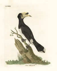 Malabar lábú szarvascsőrű, Anthracoceros coronatus (Pied hornbill, Buceros malabaricus). Kézi színű rézlemez, amelyet John Latham rajzolt és vésett a madarak általános története című művéből, Winchester