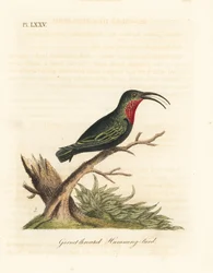 Bíbortorkú karib, Eulampis jugularis (Gránáttorkú kolibri, Trochilus granatinus). Kézi színű rézlemez, amelyet John Latham rajzolt és metszett a madarak általános története című művéből, Winchester