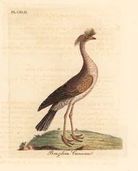 Vöröslábú seriema vagy tarajos cariama, Cariama cristata (brazil cariama, Palamedea cristata). Kézi színű rézlemez, amelyet John Latham rajzolt és vésett a madarak általános története című művéből, Winchester