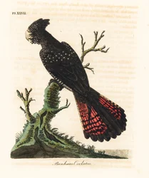 Vörösfarkú gyászkakadu, Calyptorhynchus banksii (Banks-kakadu, Psittacus banksii). John Latham által saját A General History of Birds című művéhez rajzolt és metszett, kézzel színezett rézlemez, Winchester