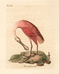 Roseate kanalascsőrű, Platalea ajaja. Kézi színű rézlemez, amelyet John Latham rajzolt és vésett a madarak általános története című művéből, Winchester