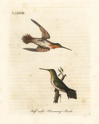 Rufos kolibri, Selasphorus rufus (Ruff-necked kolibri, Trochilus collaris). Férfi és nő. Kézi színű rézlemez, amelyet John Latham rajzolt és metszett a madarak általános története című művéből, Winchester