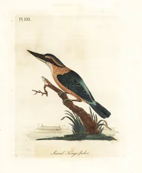 Szent jégmadár, Todiramphus sanctus (Szent királyhalász, Alcedo sacra). Kézi színű rézlemez, amelyet John Latham rajzolt és metszett a madarak általános története című művéből, Winchester