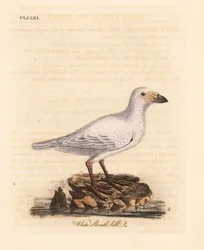 Havas hüvelycsőrű, Chionis albus (Fehér hüvelycsőrű, Vaginalis chionis). Kézi színű rézlemez, amelyet John Latham rajzolt és metszett a madarak általános története című művéből, Winchester