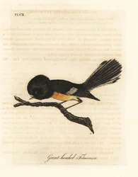 Dél-szigeti tomit, Petroica macrocephala macrocephala (széncinege, Parus macrocephalus). Új-Zélandon honos. Kézi színű rézlemez, amelyet John Latham rajzolt és metszett a madarak általános története című művéből, Winchester
