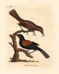 Déli nyereghát, Philesturnus carunculatus, hím és nőstény (Séta seregély, Sturnus carunculatus). Majdnem megfenyegetve. Kézi színű rézlemez, amelyet John Latham rajzolt és vésett a madarak általános története című művéből, Winchester