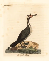 Pettyes kárókatona vagy parekareka, Phalacrocorax punctatus (Pelecanus punctatus). John Latham által saját „A General History of Birds“ című műve nyomán rajzolt és metszett, kézzel színezett rézmetszet, Winchester