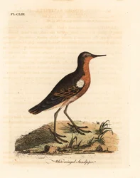 Tahiti homokrózsa, Prosobonia leucoptera. Kihalt. (Fehérszárnyú homokcsőr, Tringa leucoptera.) Kézi színű rézlemez, amelyet John Latham rajzolt és vésett a madarak általános története című művéből, Winchester