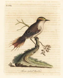Tövisfarkú rayadito, Aphrastura spinicauda (tövisfarkú poszáta, Sylvia spinicauda). John Latham által saját A General History of Birds című műve nyomán rajzolt és metszett, kézzel színezett rézmetszet, Winchester