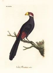 Ibolya turaco vagy violaceus útifűevő, Musophaga violacea. Kézi színű rézlemez, amelyet John Latham rajzolt és metszett a madarak általános története című művéből, Winchester