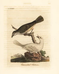 Fehér harangmadár, Procnias albus, hím és nőstény (lebernyeges csacsogó, Ampelis carunculata). John Latham által saját A General History of Birds, Winchester című művéhez rajzolt és metszett, kézzel színezett rézmetszet