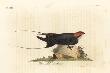 Drótfarkú fecske, Hirundo smithii. John Latham által saját A General History of Birds című művéhez rajzolt és metszett, kézzel színezett rézlemez, Winchester