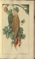 Egy oldal a „Jamaica eleganciáiból”, 205