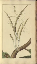 Egy oldal a "Jamaica eleganciáiból", 285