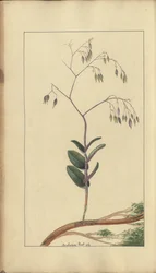 Egy oldal a „Jamaica eleganciáiból”, 288