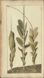 Egy oldal a "Jamaica eleganciáiból", 294