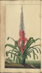 Egy oldal a "Jamaica eleganciáiból", 300