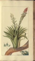 Egy oldal a "Jamaica eleganciáiból", 303