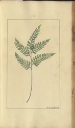 Egy oldal a "Jamaica eleganciáiból", 367