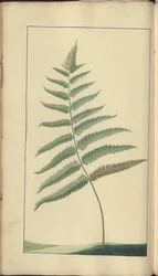 Egy oldal a "Jamaica eleganciáiból", 382