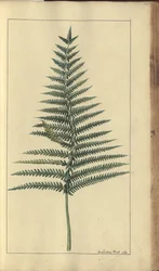 Egy oldal a "Jamaica eleganciáiból", 385