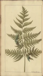 Egy oldal a "Jamaica eleganciáiból", 388