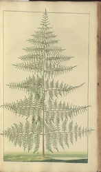 Egy oldal a "Jamaica eleganciáiból", 391
