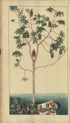 Egy oldal a "Jamaica eleganciáiból", 39